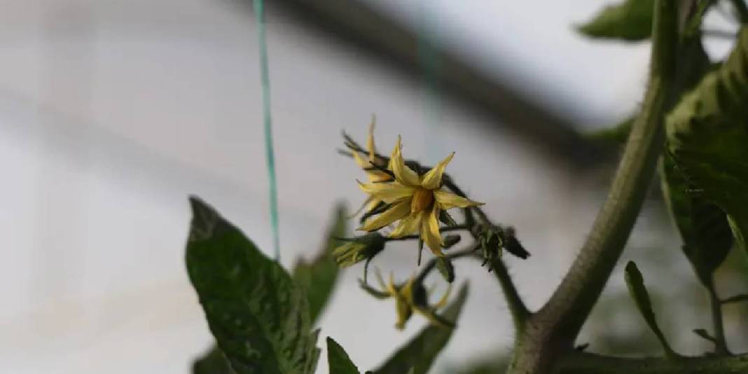 Köylerinde kurdukları sera gelir kapıları oldu! Herkes “Burada olmaz” dese de sezonda 400 bin TL kazanç sağlayacak 3
